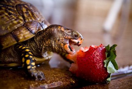A megfelelő táplálkozás teknősök cikk