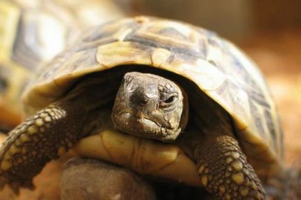 A megfelelő táplálkozás teknősök cikk