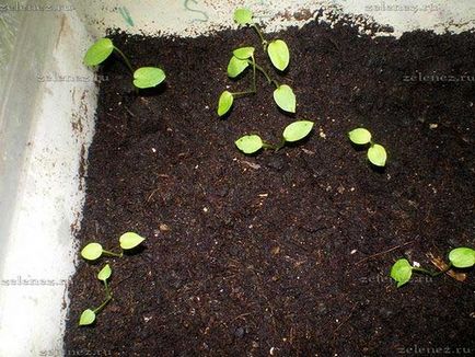 Stratificarea preliminară a semințelor la domiciliu, grădina și grădina mea