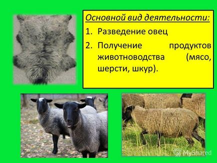 Презентація на тему розведення овець Маріїнсько-посадский філія федерального державного