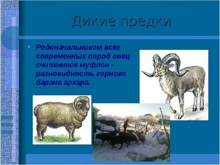 Презентація - розведення овець в домашніх умовах - біологія, презентації