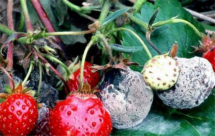 Cauzele de uscare a căpșunilor, a dăunătorilor sau a îngrijirilor necorespunzătoare