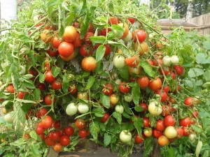 Приготуємо смачно - секрети неймовірно високих врожаїв помідорів