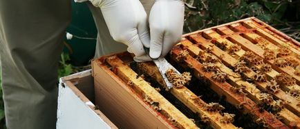 Propolis pentru îmbinări rețete eficiente de unguente și tincturi de clei de albine
