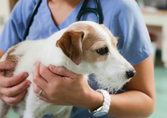 Tiszta mentesítéshez az orr kutyák és macskák okoz, kezelés, női site - receptek, divat,