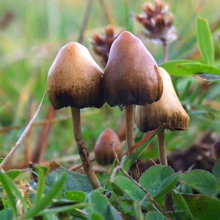 Psilocibina știință despre potențialul enorm de vindecare al ciupercilor magice