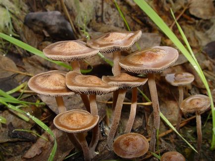 Псилоцибін наука про величезний лікувальний потенціал чарівних грибів