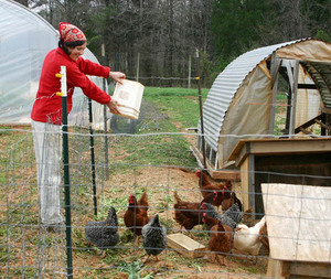 Tenyésztési csirkék az otthoni tartományban az érintett fajok, a fogva tartás körülményeinek és tippek kezdőknek