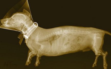 Рентген для собак - лапи, хвоста, хребта, терміново зробити рентген собак