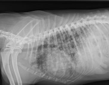 Рентген для собак - лапи, хвоста, хребта, терміново зробити рентген собак