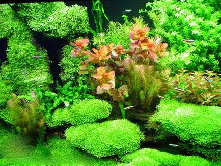 Риччия плаваюча (riccia fluitans) - акваріумні рослина, що плаває на поверхні води