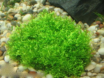 Riccia lebegő (úszómoha) - akváriumi növények úszó a víz felszínén