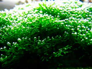 Riccia floating (riccia fluitans), planta riccia într-un acvariu, lumea acvariilor