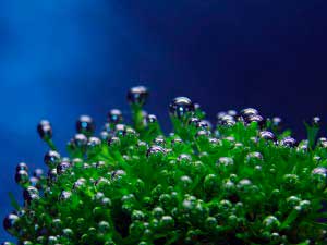 Riccia floating (riccia fluitans), planta riccia într-un acvariu, lumea acvariilor