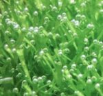 Riccia floating (riccia fluitans), planta riccia într-un acvariu, lumea acvariilor