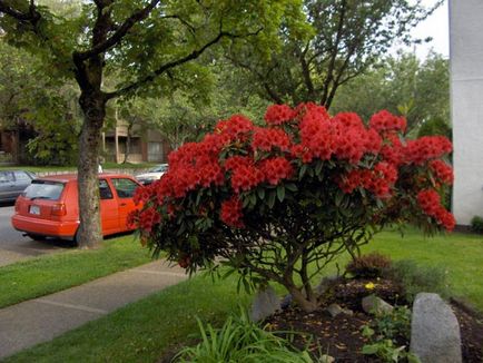 Rhododendronii din Urali sunt soiuri rezistente la îngheț, plantare și îngrijire, soiuri de fotografie, cultivare și