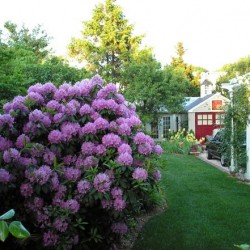 Rhododendronii din Urali sunt varietăți rezistente la îngheț, plantare și îngrijire, soiuri de fotografie, cultivare și