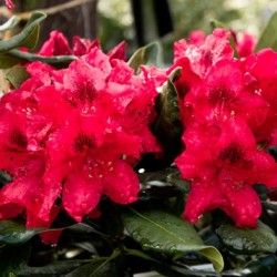 Rhododendronii din Urali sunt soiuri rezistente la îngheț, plantare și îngrijire, soiuri de fotografie, cultivare și