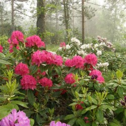 Rhododendronii din Urali sunt varietăți rezistente la îngheț, plantare și îngrijire, soiuri de fotografie, cultivare și