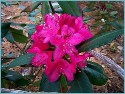 Rhododendronii din Urali sunt soiuri rezistente la îngheț, plantare și îngrijire, soiuri de fotografie, cultivare și