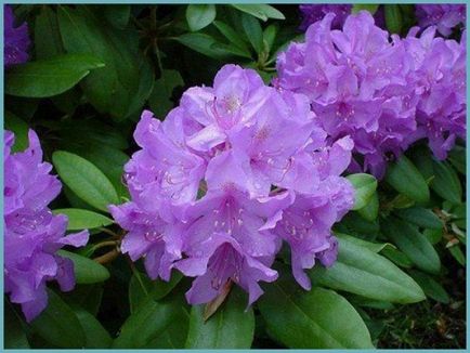 Rhododendronii din Urali sunt soiuri rezistente la îngheț, plantare și îngrijire, soiuri de fotografie, cultivare și