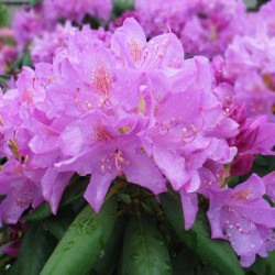 Rhododendronii din Urali sunt varietăți rezistente la îngheț, plantare și îngrijire, soiuri de fotografie, cultivare și