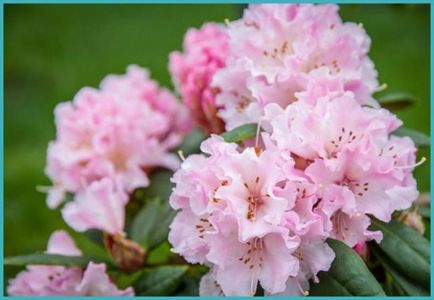 Rhododendronii din Urali sunt soiuri rezistente la îngheț, plantare și îngrijire, soiuri de fotografie, cultivare și