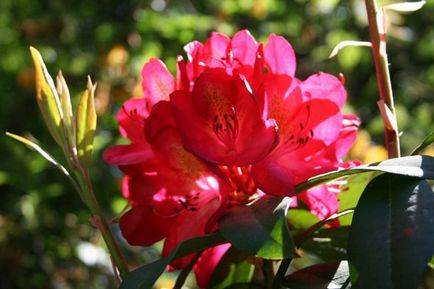 Rhododendronii din Urali sunt varietăți rezistente la îngheț, plantare și îngrijire, soiuri de fotografie, cultivare și