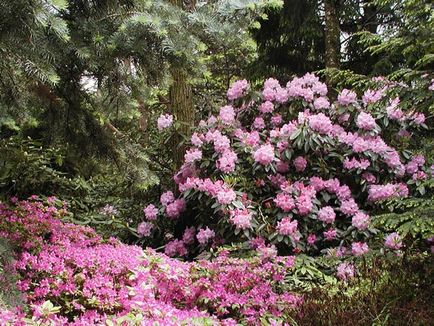 Rhododendronii din Urali sunt varietăți rezistente la îngheț, plantare și îngrijire, soiuri de fotografie, cultivare și