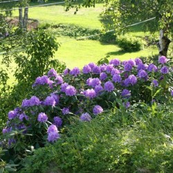 Rhododendronii din Urali sunt soiuri rezistente la îngheț, plantare și îngrijire, soiuri de fotografie, cultivare și
