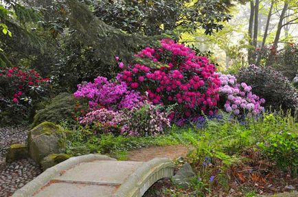 Rododendronok az Urál fagyálló fajták, ültetés és gondozás, fotók fajták termesztése és