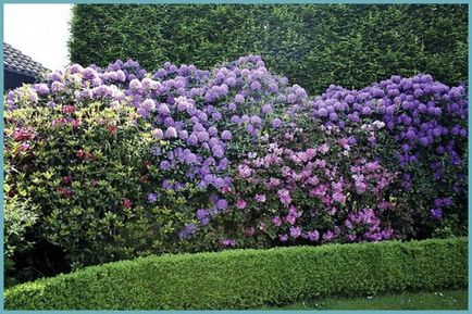Rododendronok az Urál fagyálló fajták, ültetés és gondozás, fotók fajták termesztése és