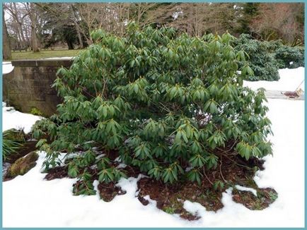 Rhododendronii din Urali sunt soiuri rezistente la îngheț, plantare și îngrijire, soiuri de fotografie, cultivare și