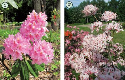 Rhododendronii din centura din mijloc