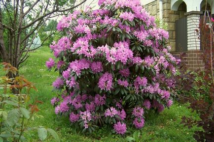 Rhododendron ültetés, gondozás és alapvető módszereit reprodukciós bokor