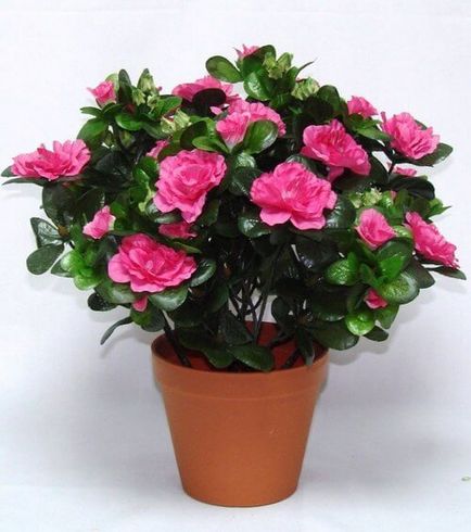 Rhododendron ültetés, gondozás és alapvető módszereit reprodukciós persely (ellátás) Rhododendron ültetés, gondozás és alapvető módszereit reprodukciós bokor