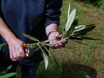 Rhododendron ültetés, gondozás és alapvető módszereit reprodukciós bokor