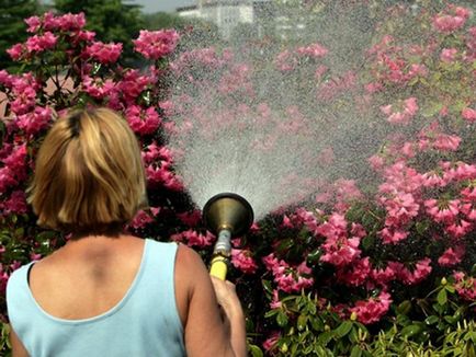 Plantarea Rhododendron, asistența medicală și metodele de bază ale propagării arbuștilor