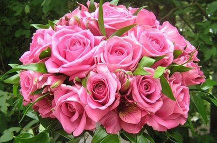 Rosa aqua rózsaszín gyöngy virág kert, vidám urozhaynik