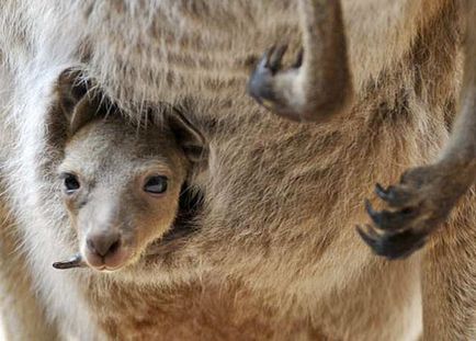A születés egy kenguru