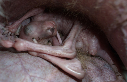 Nașterea unui cangur