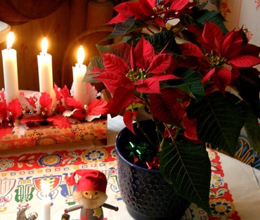 Crăciun star perforând cum să îngrijească, fotografie de pumn, flori preferate