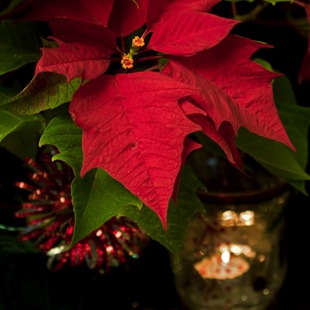 Karácsonyi csillag puansetiya, hogyan kell gondozni, fotó puansetii, kedvenc virágok