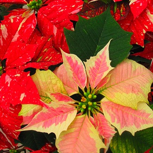 Karácsonyi csillag puansetiya, hogyan kell gondozni, fotó puansetii, kedvenc virágok