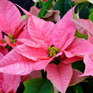 Різдвяна зірка пуансетія як доглядати, фото пуансетії, улюблені квіти