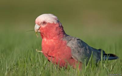 Roz cockatoo