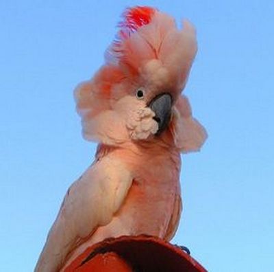 Roz cockatoo