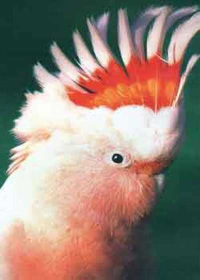 Roz cockatoo