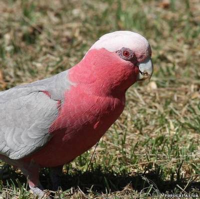 Roz cockatoo