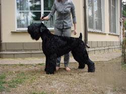 Orosz fekete terrier - óvoda - Malahovskiy